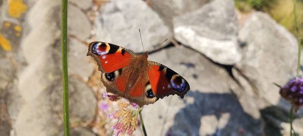 Close-up of butterfly on leaf