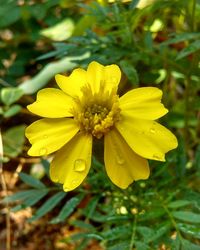 Close-up of yellow flower blooming outdoors