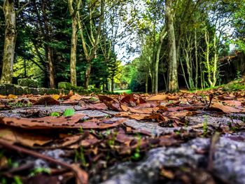 Surface level of fallen leaves in forest