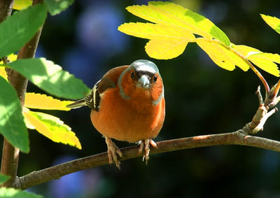 Close-up of bird perching on branch