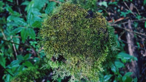 Close-up of moss growing on plant