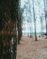 Trees on landscape against sky