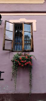 Low angle view of potted plant by window against building