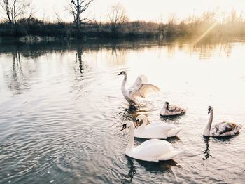 Bird flying over calm lake