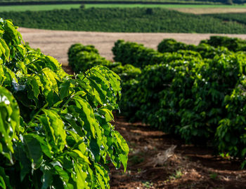 Coffee plants growing on field