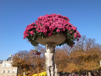 Low angle view of flowering plant against blue sky