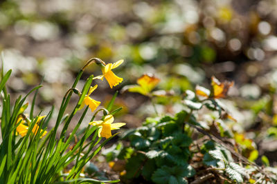 Close-up of yellow flowers