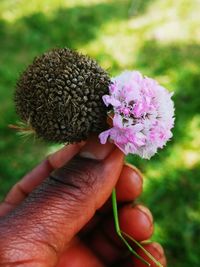 Close-up of hand holding purple flower