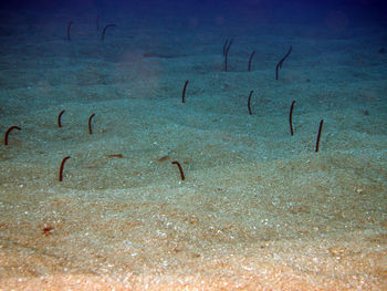 View of fish swimming in sea