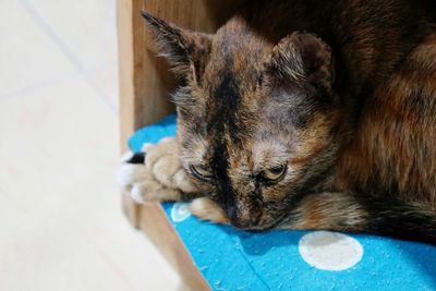 Close-up of a cat resting