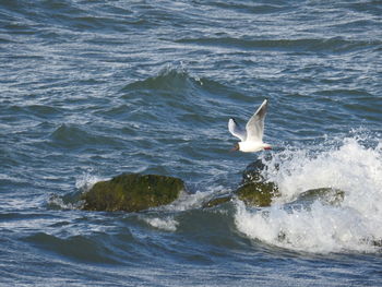 Seagull flying over sea