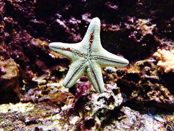 Close-up of fish underwater