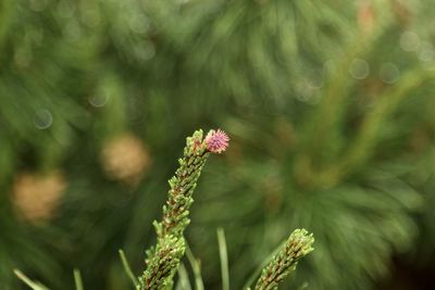 Close-up of pink flowering plant