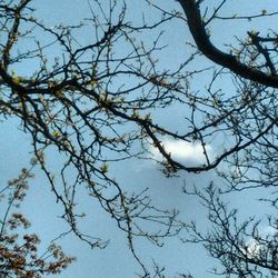 Low angle view of bare trees against sky