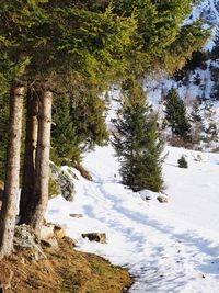 Trees in forest during winter