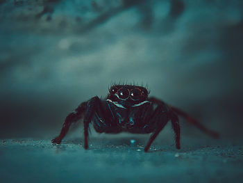 Close-up of spider