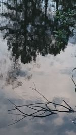 Reflection of tree in lake against sky