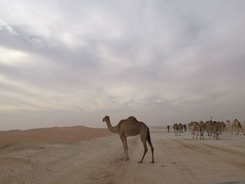 Horse in desert against sky