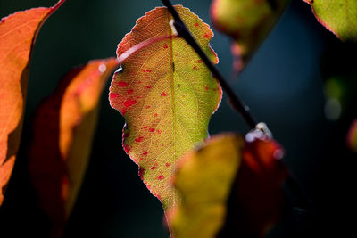 Close-up of red berries on tree