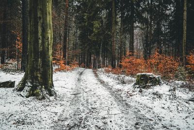 Road amidst trees in forest during winter