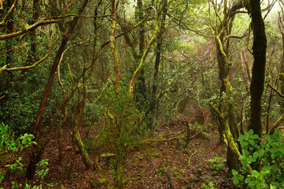 Trees in forest