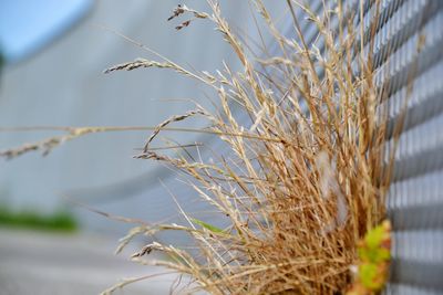 Close-up of plant against blurred background