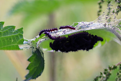 Close-up of insect on plant