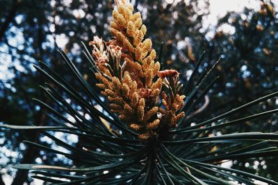 Close-up of flower growing on tree