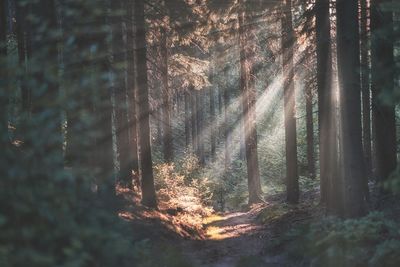 Sunlight streaming through trees in forest