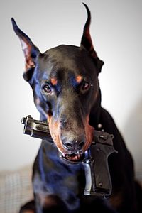 Close-up portrait of dog