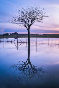 Bare tree by lake against sky during winter