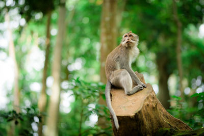 Low angle view of monkey sitting on tree in forest