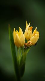 Close-up of yellow flower