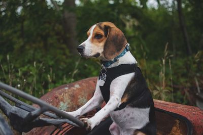 Dog looking away while sitting on land