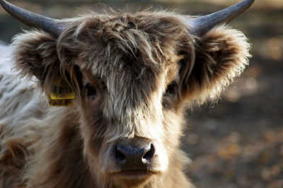 Close-up of a horse