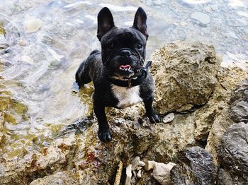 Black dog standing on rock