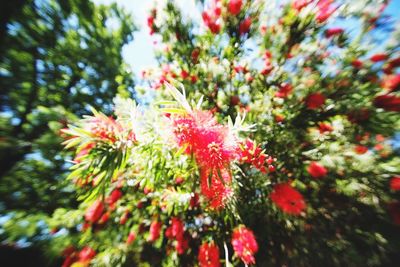 Close-up of flowers growing on tree