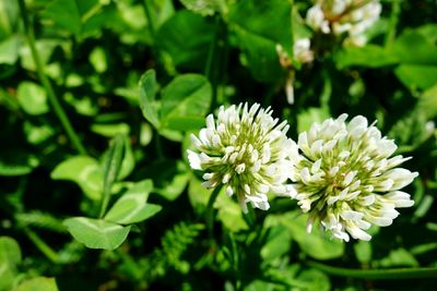Close-up of white flowers blooming in spring