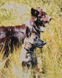 Dog in a field