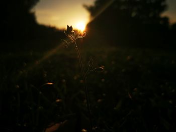 Close-up of plants growing on field against sky during sunset