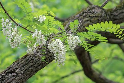 Close-up of white flowering tree branch