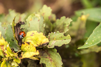 Close-up of insect on leaf