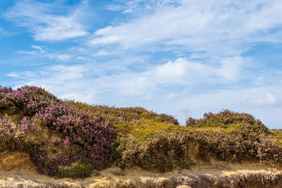 Trees and plants growing on field against sky