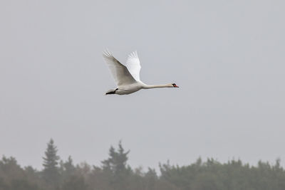 Low angle view of bird flying against clear sky