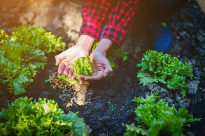 Low section of person cupping vegetable growing on field