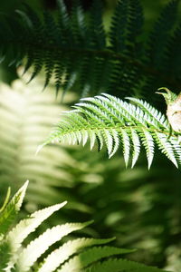 Close-up of palm tree