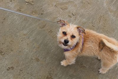 High angle view of dog on sand