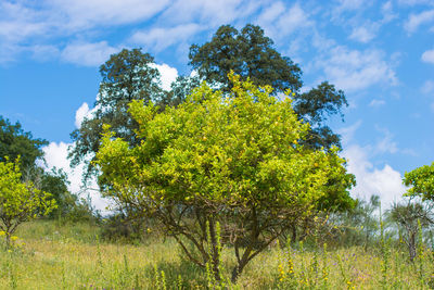 Low angle view of trees against sky