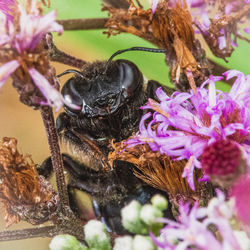 Close-up of bee pollinating on purple flower