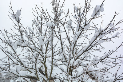 Low angle view of bird perching on bare tree